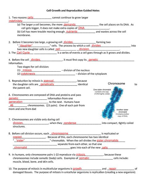 chapter 8 cell reproduction worksheet answers